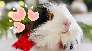 Ce qui s'est passé avec Poppy - Mise à jour de mes cochons d’Inde après la perte d’une des leurs