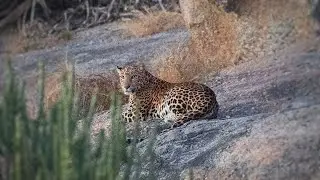 Rare Wildlife Encounters in Jawai - Leopardess & Cubs + Sloth Bears in the Wild