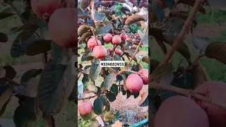 Black Diamond Guava Farming In India/ Thailand Fruit Plant Nursery #fruit #plants #guava