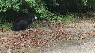 Cassowary Father and his chicks on the way to Daintree Secrets
