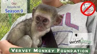 Baby Monkey Gigi gets a chance to visit possible foster moms, a surprise baby visitor