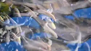 Rainbow Trout at Rifle Falls Fish Hatchery