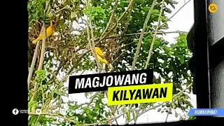MAGJOWANG KILYAWAN | BLACK-NAPED ORIOLE FEEDING ON WILD MARACUJA