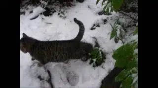 Wild Snow Cat Sighting In The Wilderness
