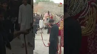 Zuljana #religion 8 Muharram 2023 - Syed Kasran #muharram2023 #karbala #status
