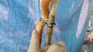 (((₫ã bán))M192 phôi quýt rừng văn nhân bầu rin 500k lh 0784005295 khiêm