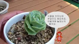 화분에서 키우는 한송이 장미 다육이 러블리로즈 분갈이와 그후 성장 모습.