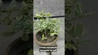 Premna microphylla variegated , pre-bonsai material available for sale.