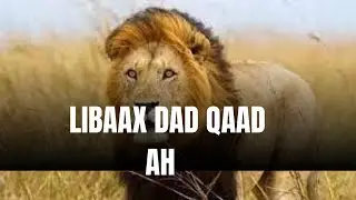 Libaax Dad Qaad Ah Ayaa  NIn Naga Qaatay Habeen Saq Dhex Oo Aanu Ka Ridnay 