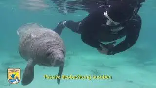 GERMAN: SWIMMING - CRYSTAL RIVER NATIONAL WILDLIFE REFUGE'S 