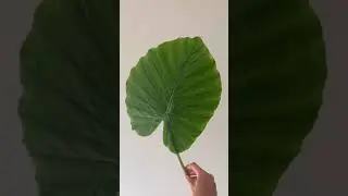 C&oacute;mo secar hojas para decorar 🥰
