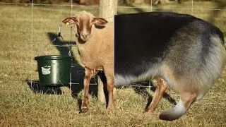Why and How to Dock a Sheep's Tail