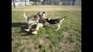 Huskies welcome home army soldier