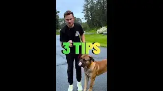 3 tips for leash reactivity training: focus command, leave it, and inside turns
