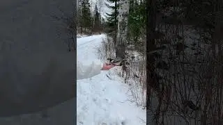 Chickadees hand feed 2023