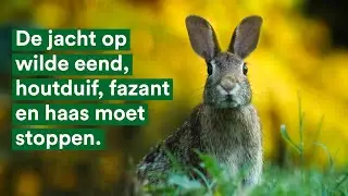 De jacht op wilde eend, houtduif, fazant en haas moet stoppen.