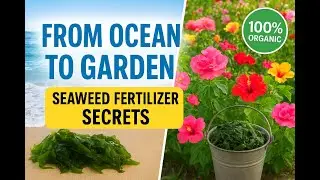 From Ocean to Garden Seaweed Fertilizer Secrets | Organic Farming Secrets