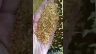 Fortified rice making machine  0712