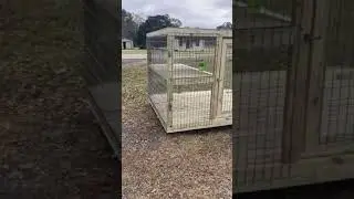 Custom 6x8 wooden dog kennels