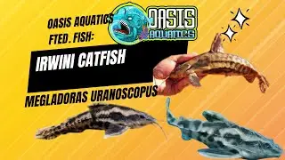 Oasis Aquatics Fted. Fish: Irwini Catfish