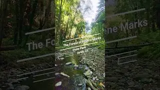 The Forest of Nisene Marks / Aptos, CA. 🌲🌲#nisenemarks #california #aptoscalifornia #hiking #nature