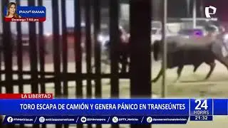 Trujillo: toro se escapa de cami&oacute;n y causa p&aacute;nico en calles de Vir&uacute;
