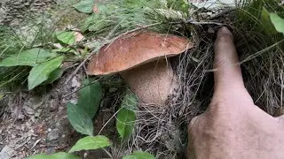 FUNGHI PORCINI 2022 - Porcini e amici...e sorpresa nel bosco!😍