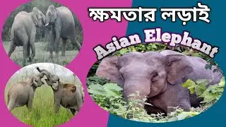 ক্ষমতার লড়াই l Power Of Struggle #animals #wildlife l Wild Elephant #dooars #samrattourworld