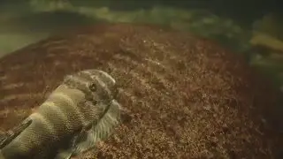 Gastromyzon 'Borneo Suckers' in the wild