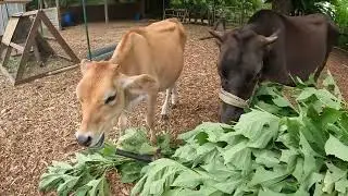 Save Money on Cow Feed with High Protein Fodder Crops