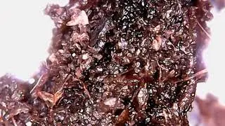 Fungus Gnat&rsquo;s Larvas In the Soil !! 1/2