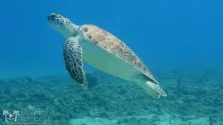 Oceanography PSA - Bottom Trawling