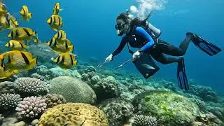 #diving #fishing #eels #crab #lobster #beach #deepsea #catchthesea #nature #sea