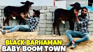 Boom Town Kid Revealed♥️ | Age Only 45 Days | Saray Panday Khol Deye😍 