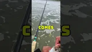 Surfperch Fishing 101