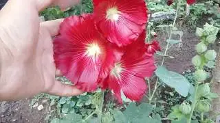 Malva Real - Alcea Rosea - Vara de San Jose -  Malvarrosa