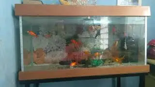 Como é prático limpar o perlon do sistema de filtragem para peixes!
