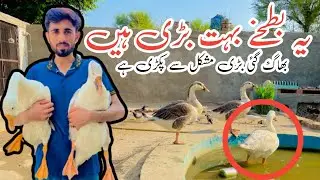 Ducks Baag Gye | ducks attack people| Big ducks #virel #youtube #zoo #duck