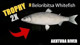 Beloribitsa Whitefish Active Spot & 2 Trophies - Akhtuba River - Russian Fishing 4
