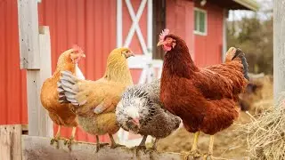 Chicken Sounds | Chickens Sound Effect | Chickens Clucking | Chicken Noises | Animal Sounds No Music