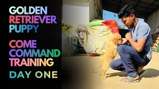 Golden Retriever Puppy Come Command Training || Dev Sahu || Angel || The Animal Vlogs ||