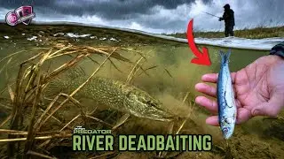BAD WEATHER DEADBAITING: Catching Pike When Others Stay Home! | Pike Fishing With Ben Humber