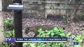 Fiona the Jaguar debuts at the Palm Beach Zoo