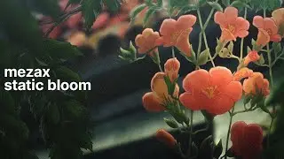 Mezax - Static Bloom