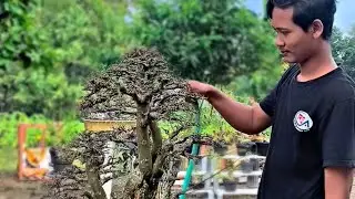 Latest bonsai review at a cheap price, guys