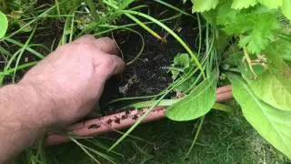 How to grow ornamental flower from sweet potato, Flori ornamentale din cartofi dulci