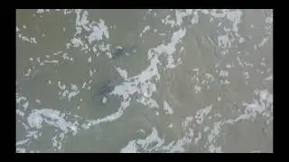 Salmon at the Humber River Weir | Etienne Brul&eacute; Park (Sept 2024)