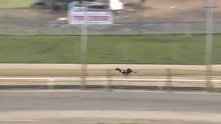Greyhound 2026- 24.01.2026 Trial 5