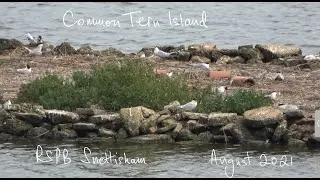 Tern Island - RSPB Snettisham - August 2021