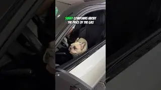 My dog complaining about the price of the gas 🥲 #dog #funny #pets #cars